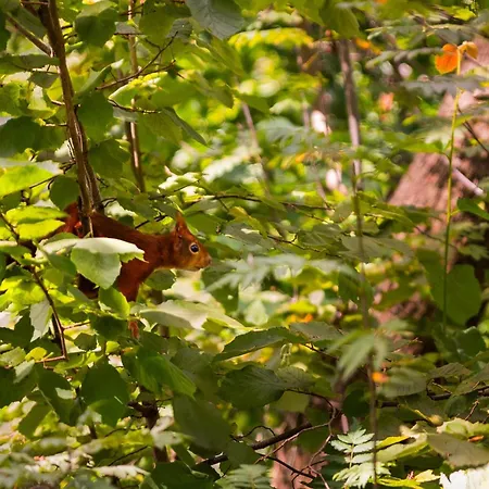 In With Private Sauna Пюттен