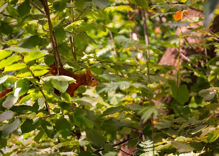 In With Private Sauna Пюттен